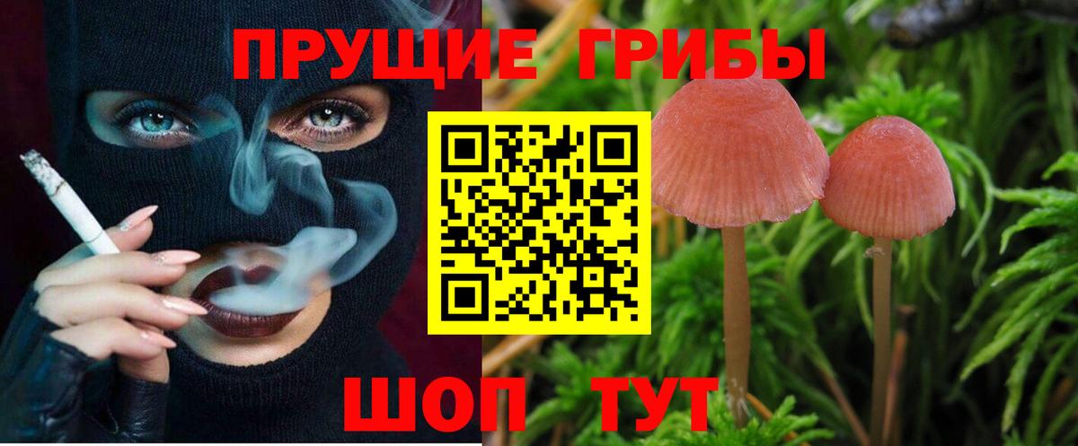 Псилоцибиновые грибы Psilocybe Воронеж